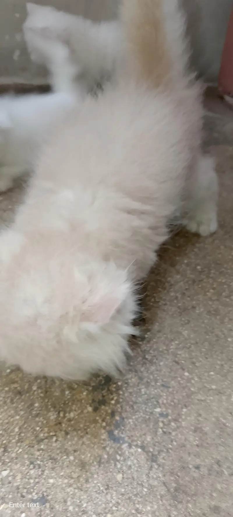 persian cats — photo 2