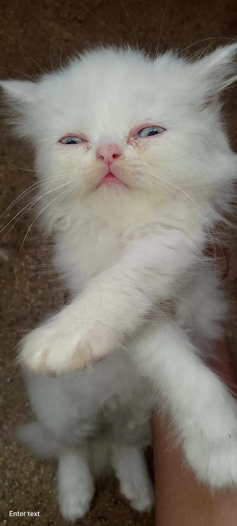 persian cats — photo 3