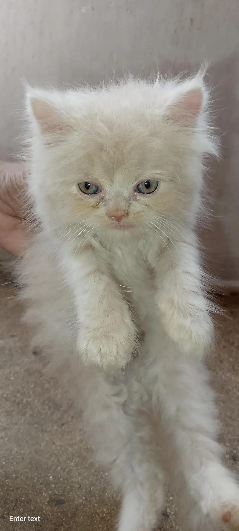 persian cats — photo 4