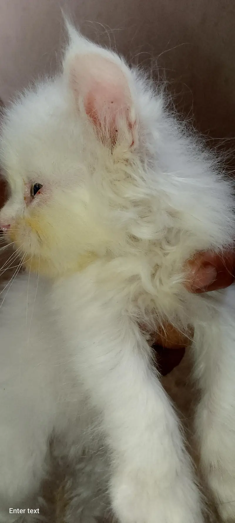 persian cats — photo 5