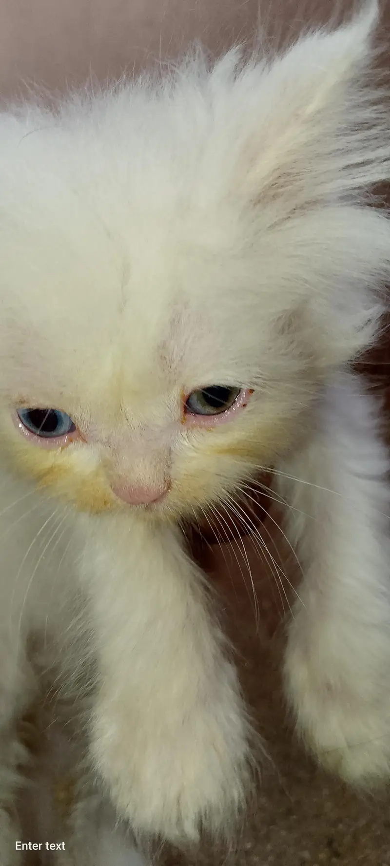 persian cats — photo 6