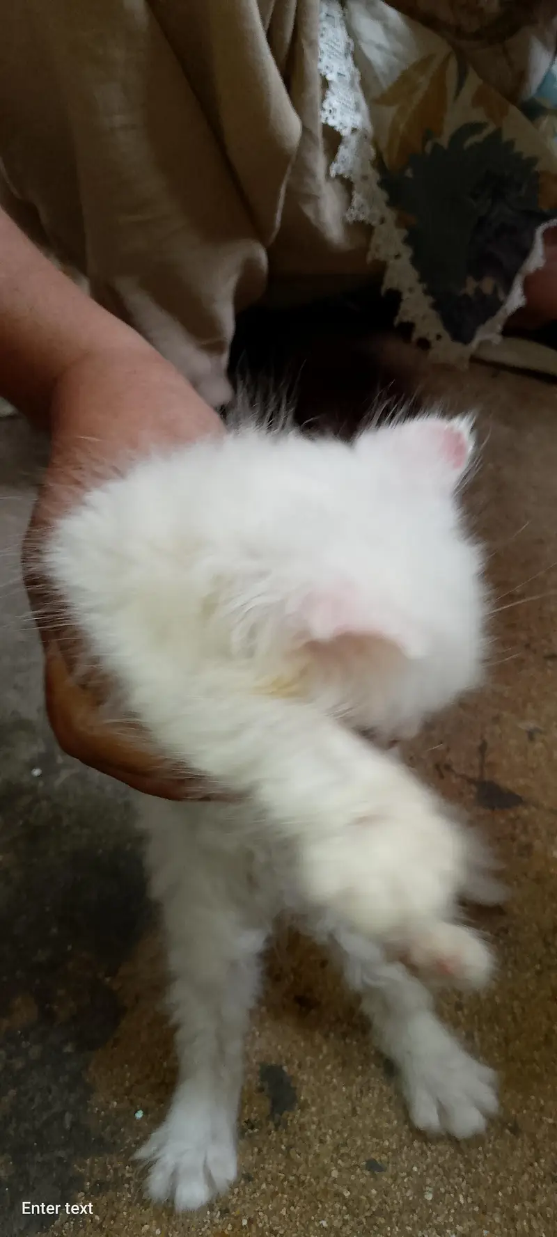 persian cats — photo 7