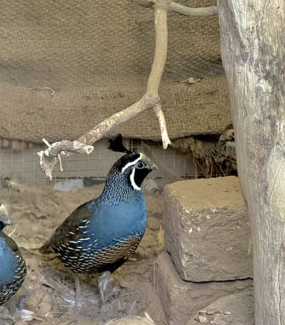 California Quail