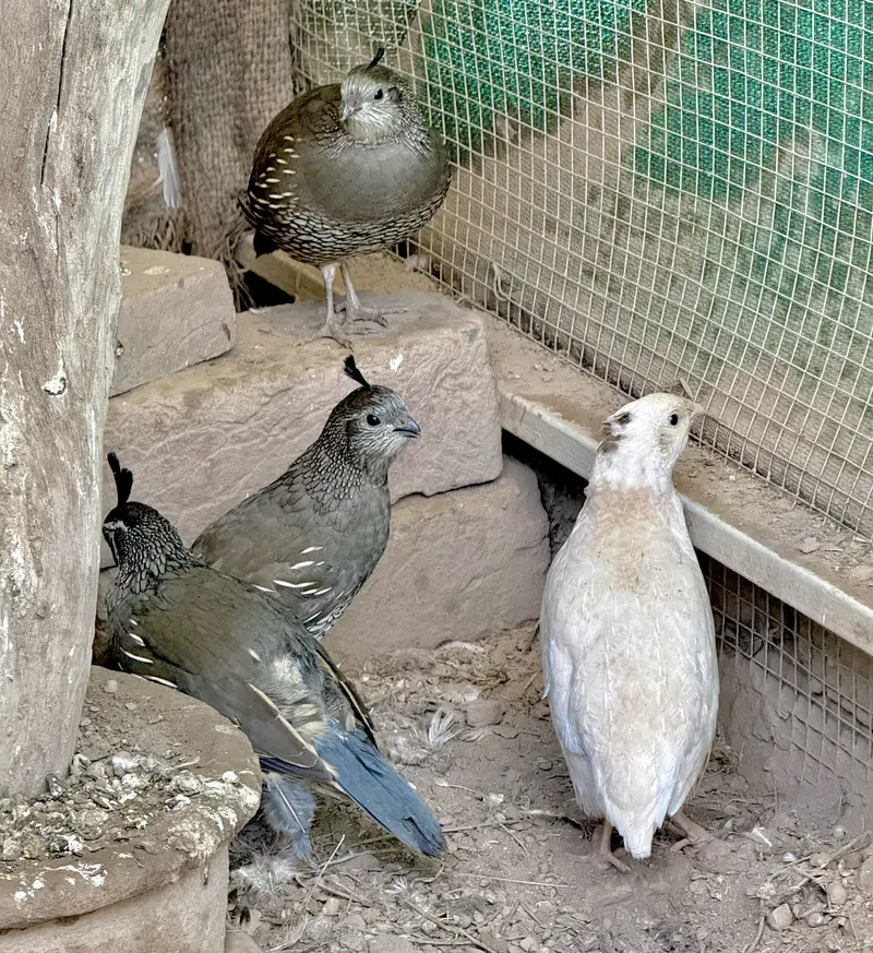 California Quail — photo 2