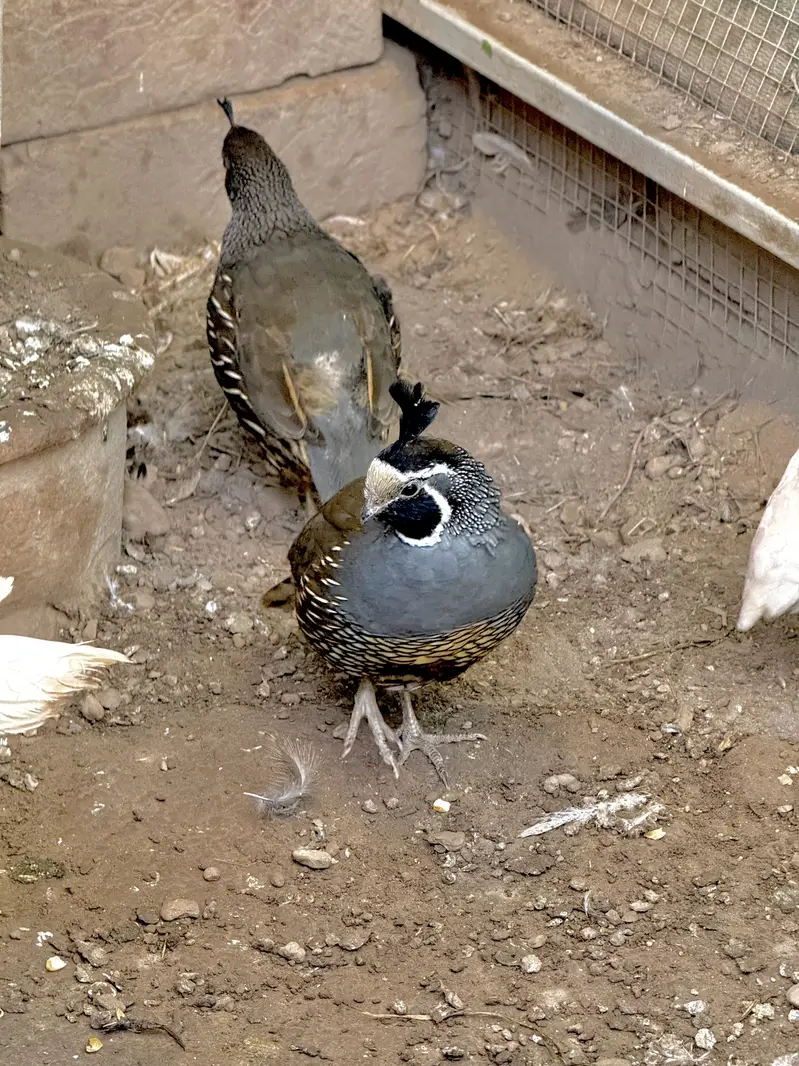 California Quail — photo 3