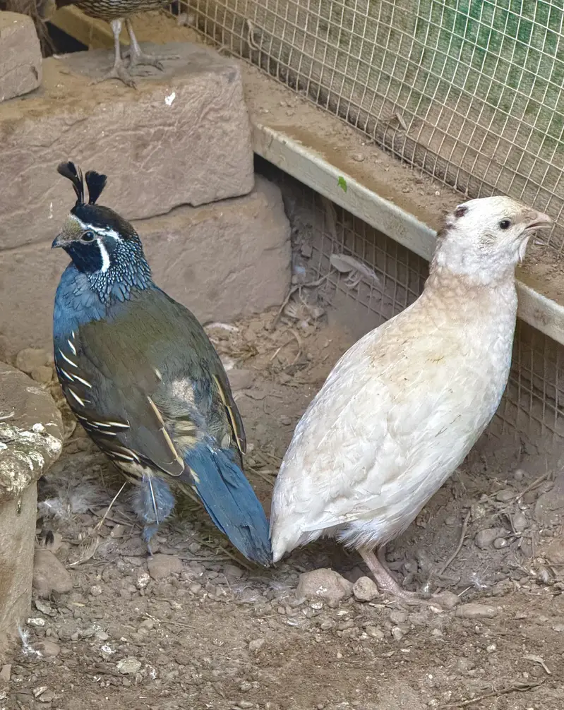 California Quail — photo 4