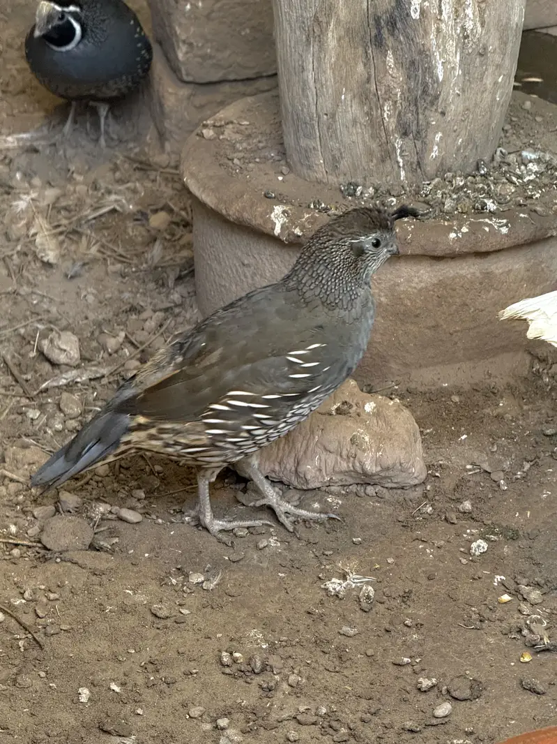 California Quail — photo 6