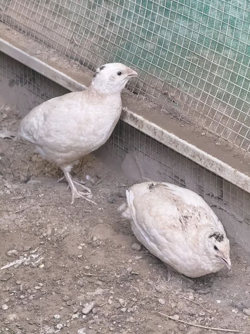 California Quail — photo 8