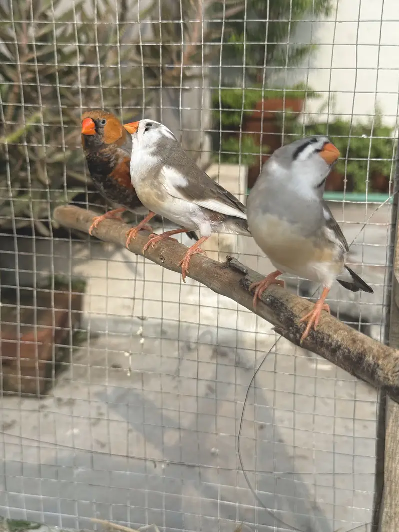 California Quail — photo 12