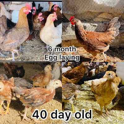 EGG LAYING HEN | DESI | GOLDEN | Misri| Chicks| Chuza|MURGI|PAthi