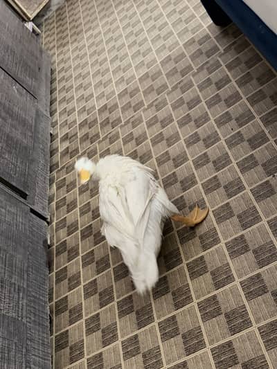 Duck male