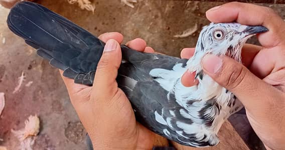 Original pure breeder  sharka femal  available