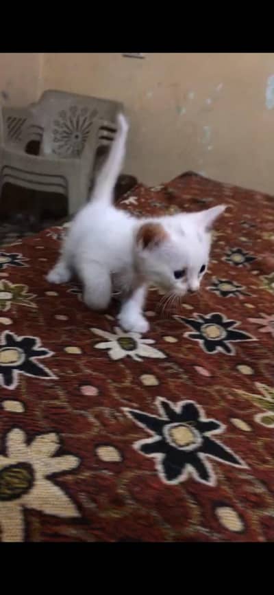 3 white persian kittens Per Kitten 5000rs Contact Number 03207421535