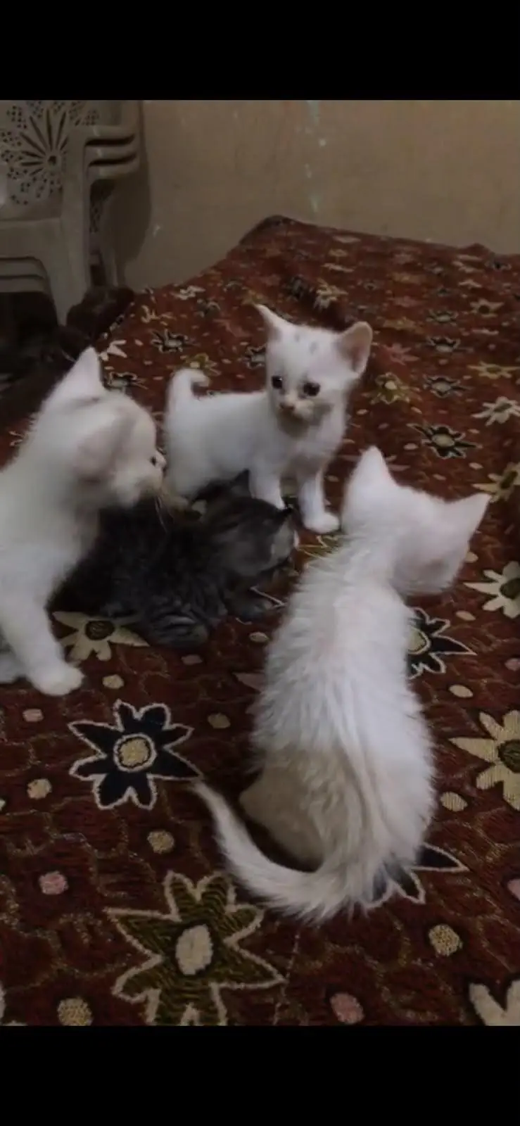 3 white persian kittens Per Kitten 5000rs Contact Number 03207421535 — photo 2