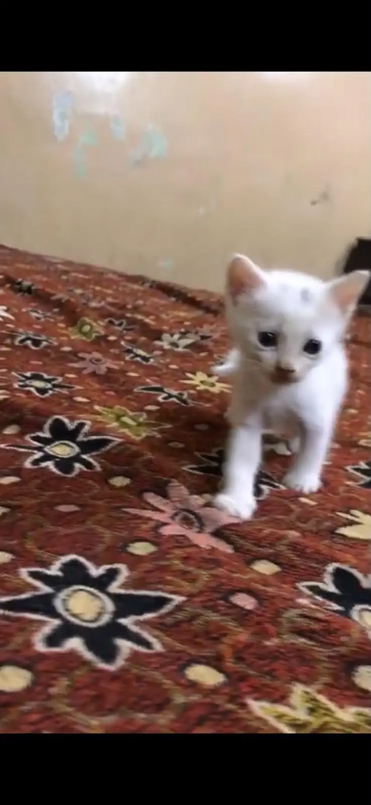 3 white persian kittens Per Kitten 5000rs Contact Number 03207421535 — photo 3