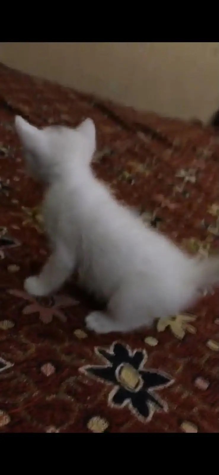 3 white persian kittens Per Kitten 5000rs Contact Number 03207421535 — photo 4