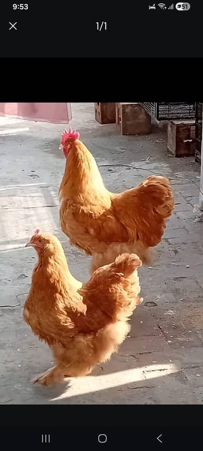 Golden havy buff