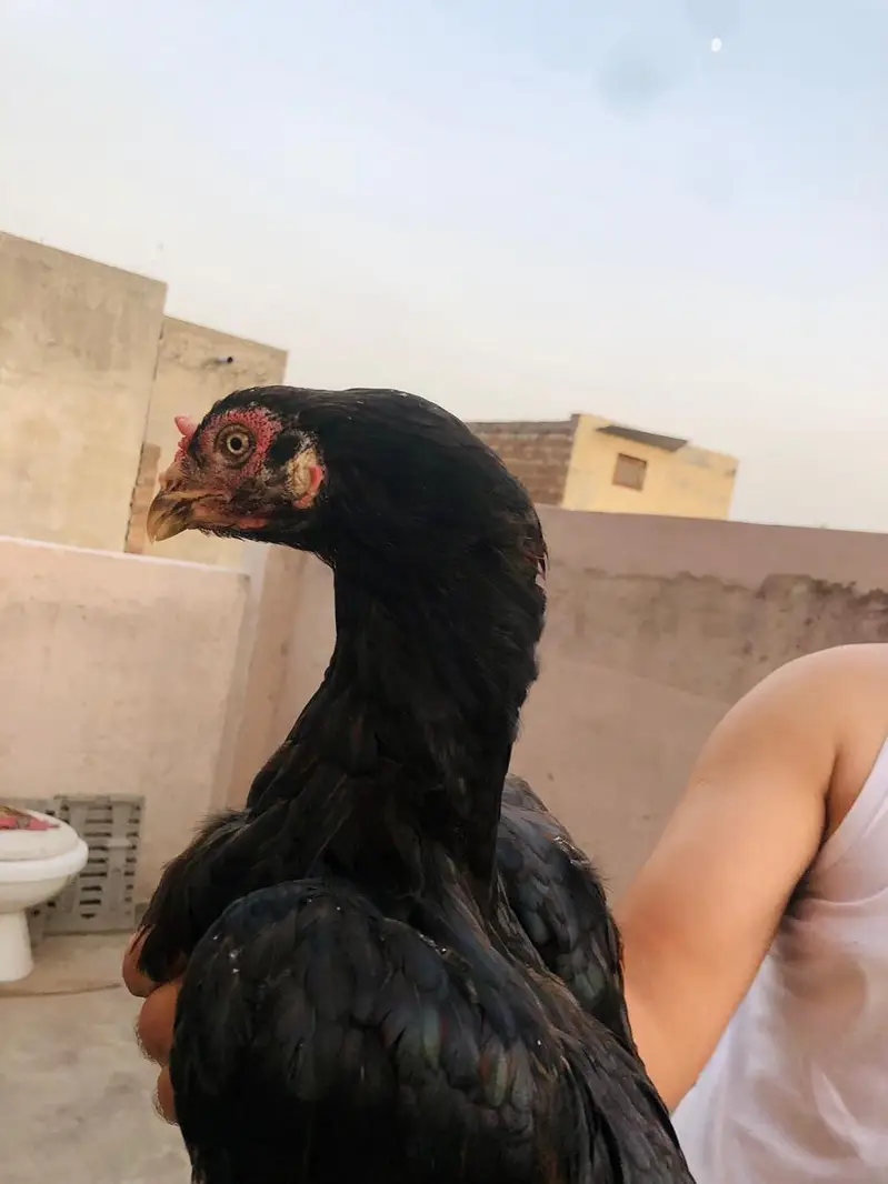 Aseel madi — photo 2