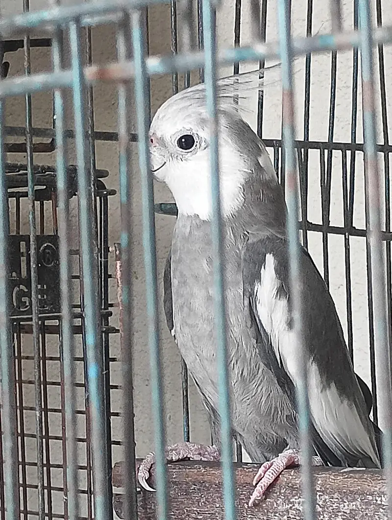 Charcoal cocktail for sale — photo 2