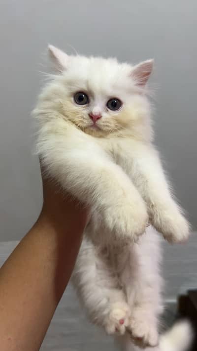 White Persian male