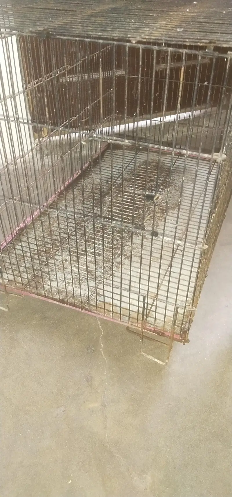2.5 feet by 1.5 feet cage urgent sale — photo 3