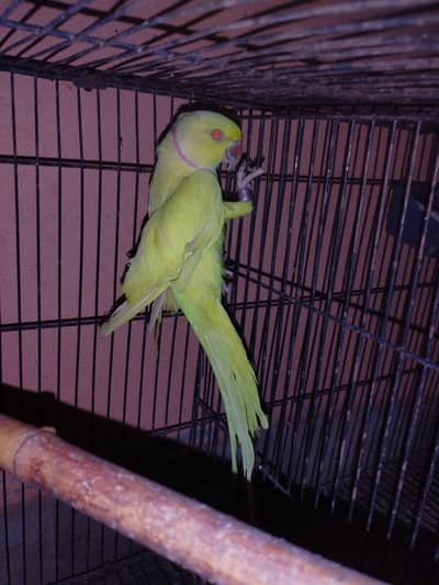 breeder pair