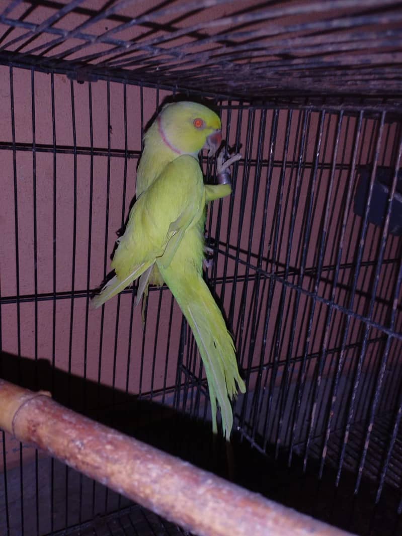 breeder pair 0
