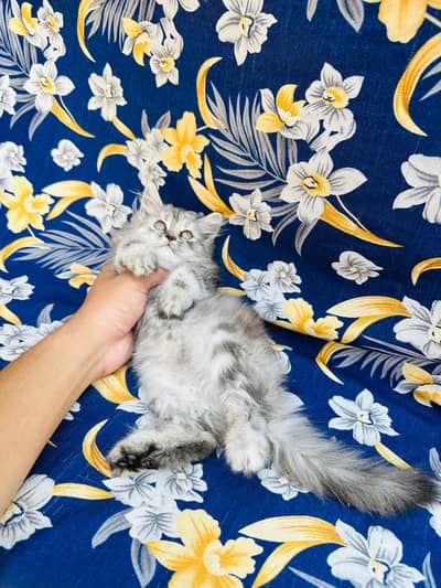 Cash on delivery persian cats & Kittens Available- Healthy & Playfull