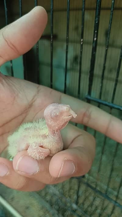 Cocktail Chicks White/Red eye/Australian chick for hand tame Read Add
