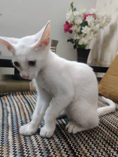 adoption for persian cats ( mother with son kitten)
