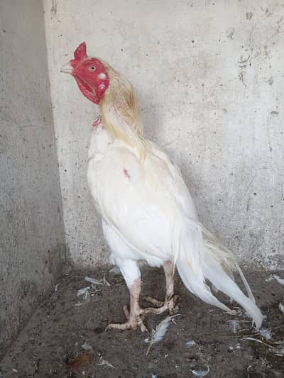 Heera Aseel Male