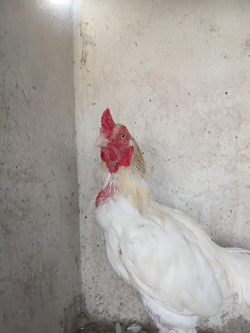 Heera Aseel Male — photo 2