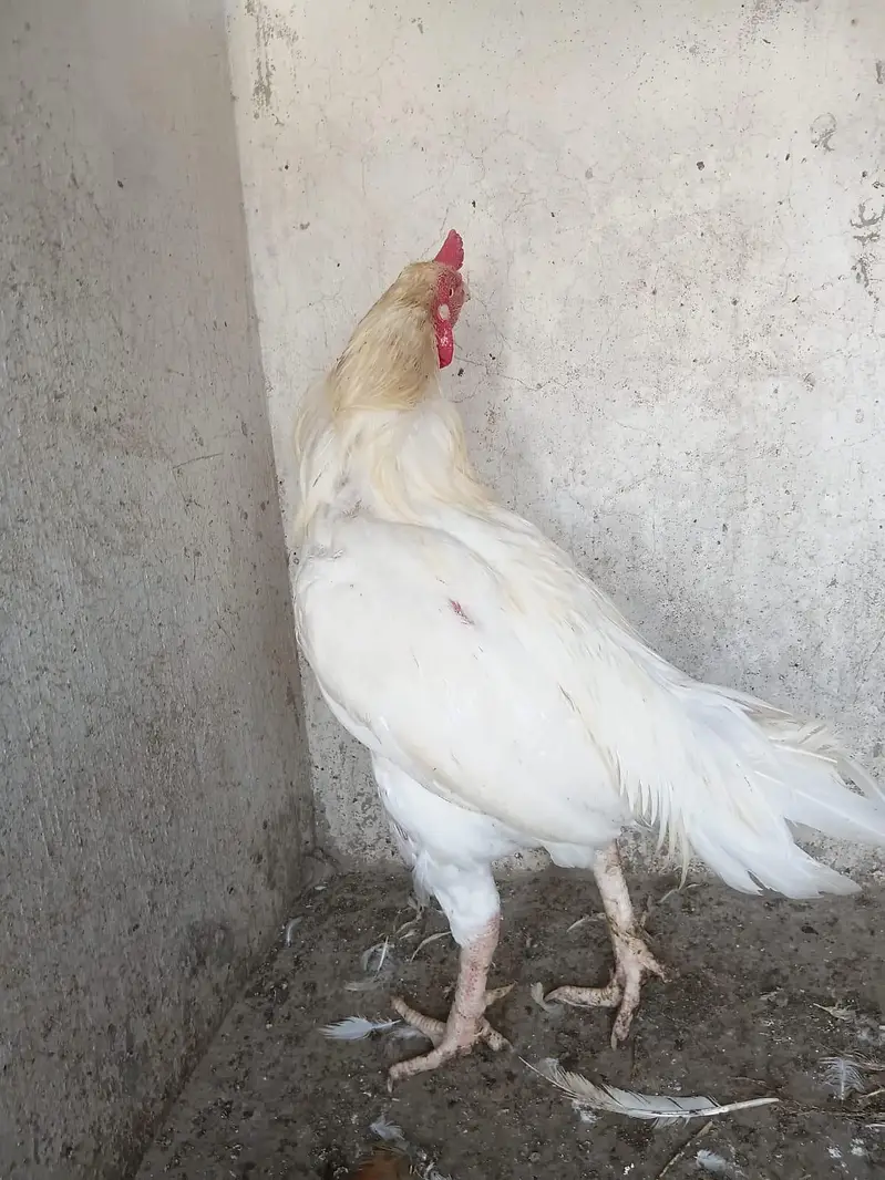 Heera Aseel Male — photo 3