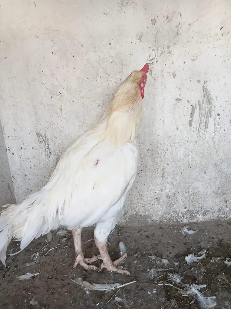 Heera Aseel Male — photo 4