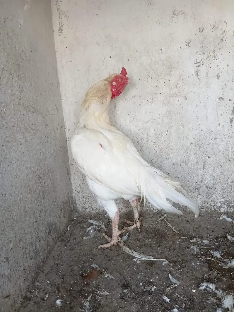 Heera Aseel Male — photo 5