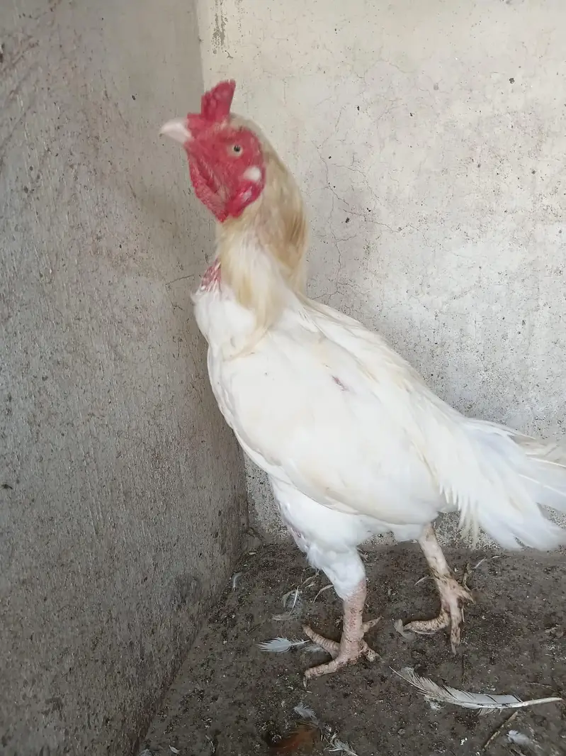 Heera Aseel Male — photo 6