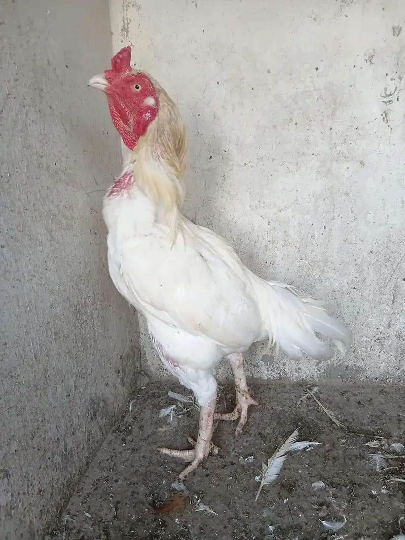 Heera Aseel Male — photo 7