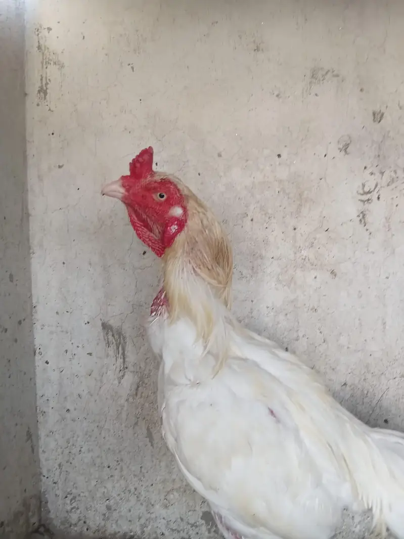Heera Aseel Male — photo 8