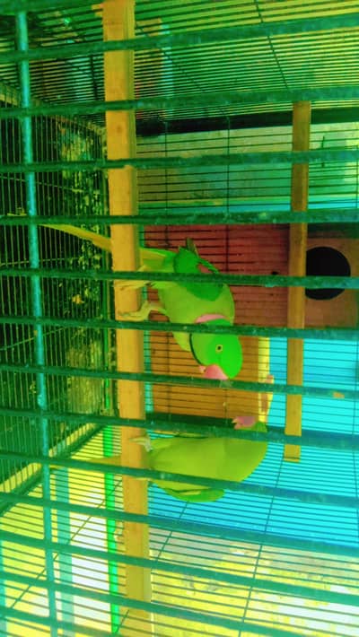 talking parrot