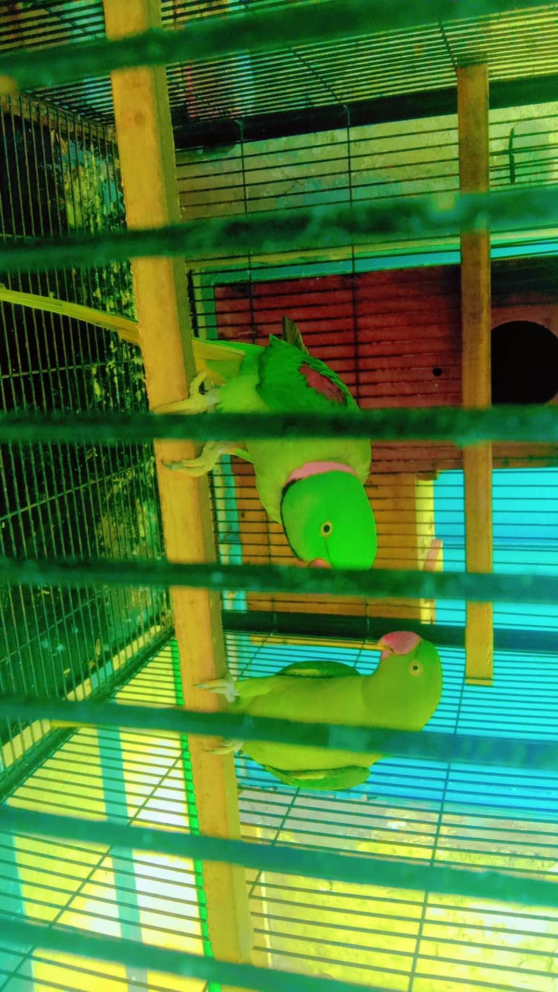talking parrot 1