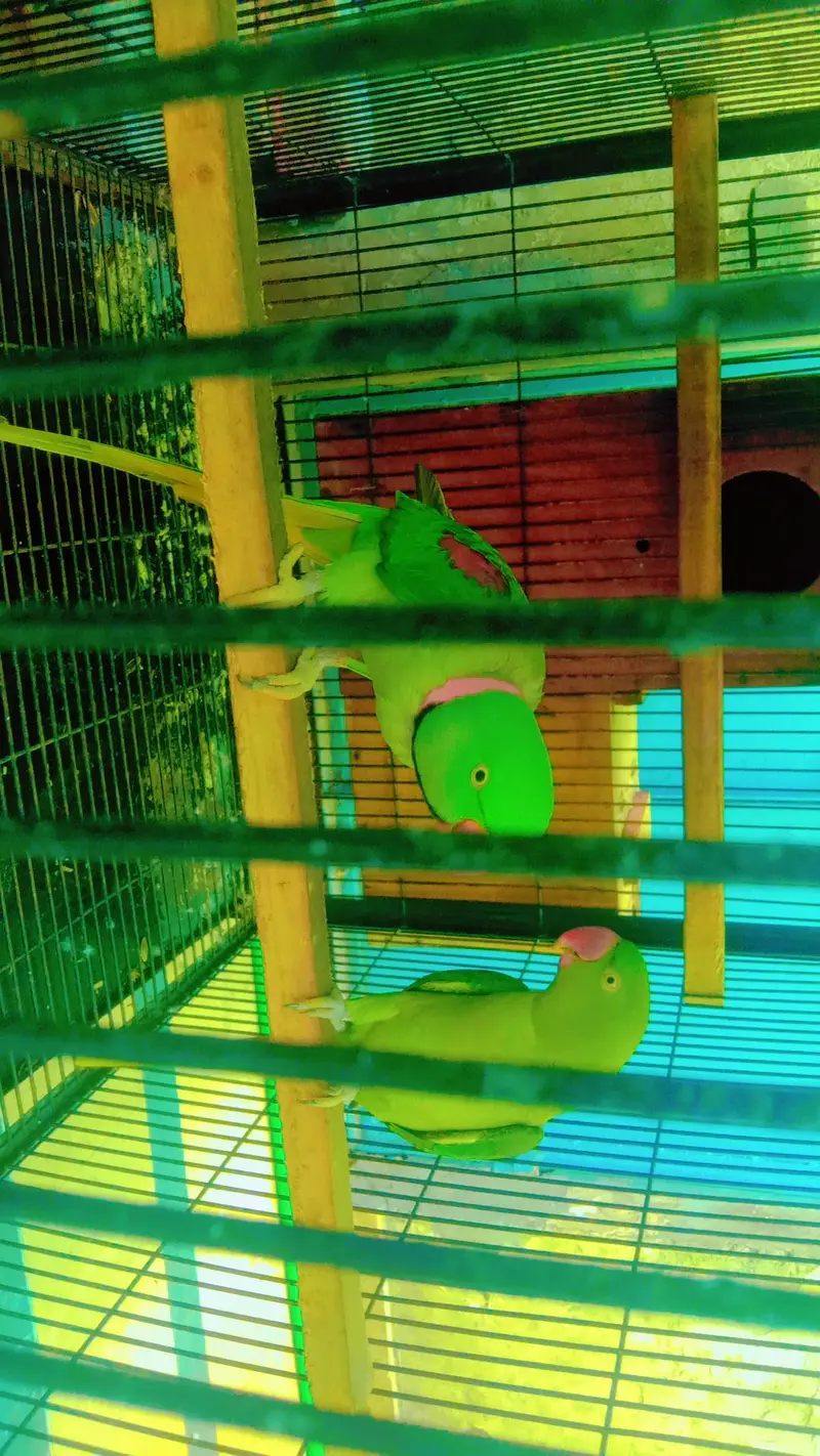 talking parrot — photo 2