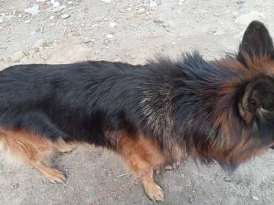 German Shepherd 2cot. 03007905309