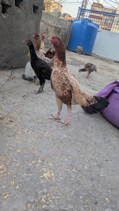 Aseel Pathiyan