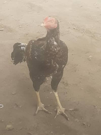 purana aseelo main se ha