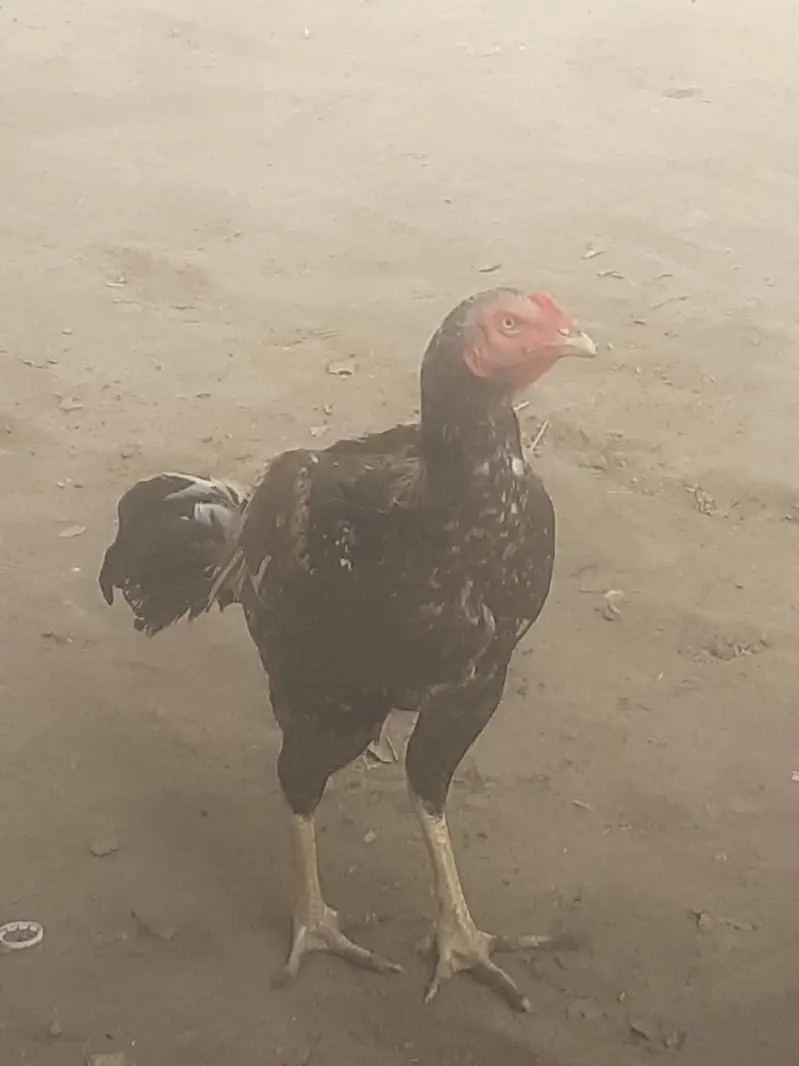 purana aseelo main se ha — photo 2