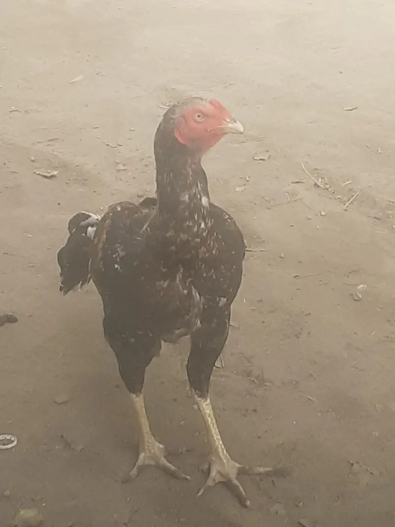 purana aseelo main se ha — photo 5