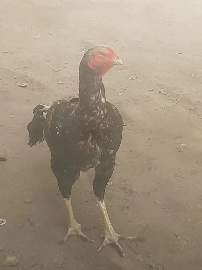 purana aseelo main se ha — photo 6