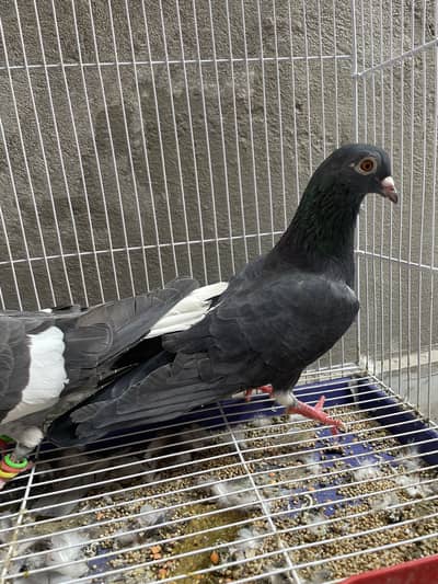 Black Pigeons with Beautiful Red Eyes – For Sale