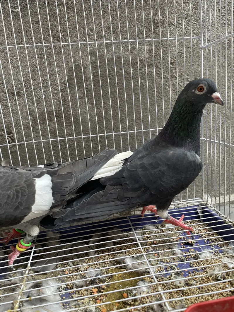 Black Pigeons with Beautiful Red Eyes – For Sale — photo 2