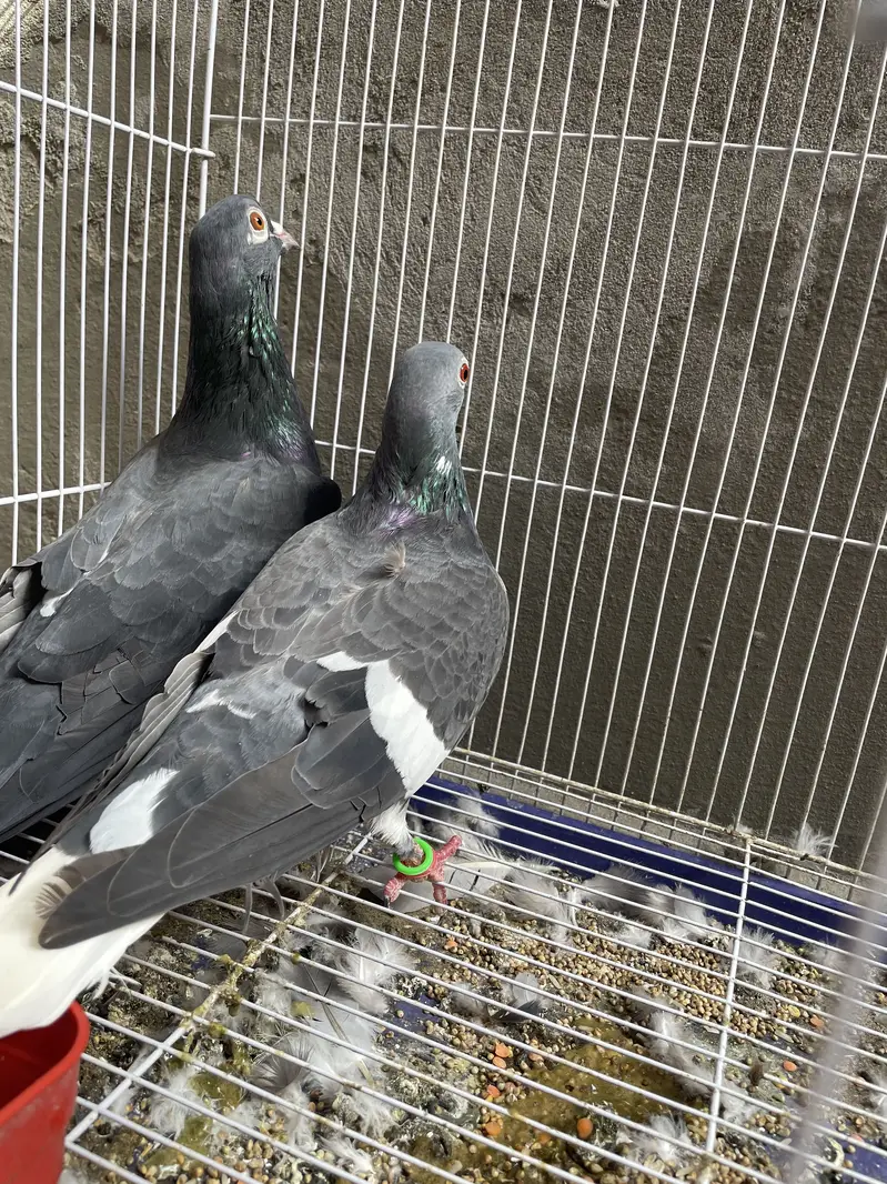 Black Pigeons with Beautiful Red Eyes – For Sale — photo 3